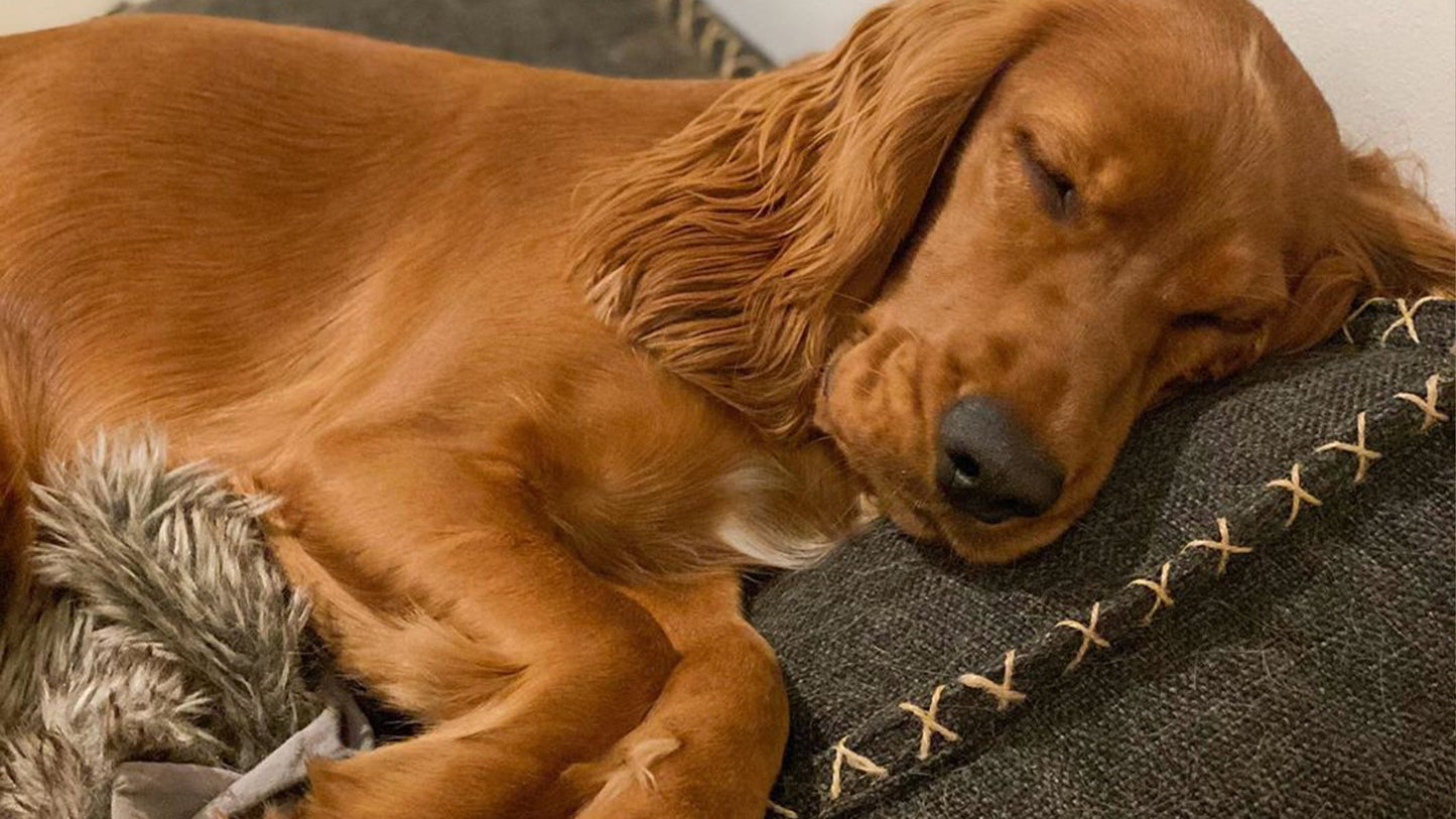 Dog bed - Eksklusiv hundepude i stærke materialer