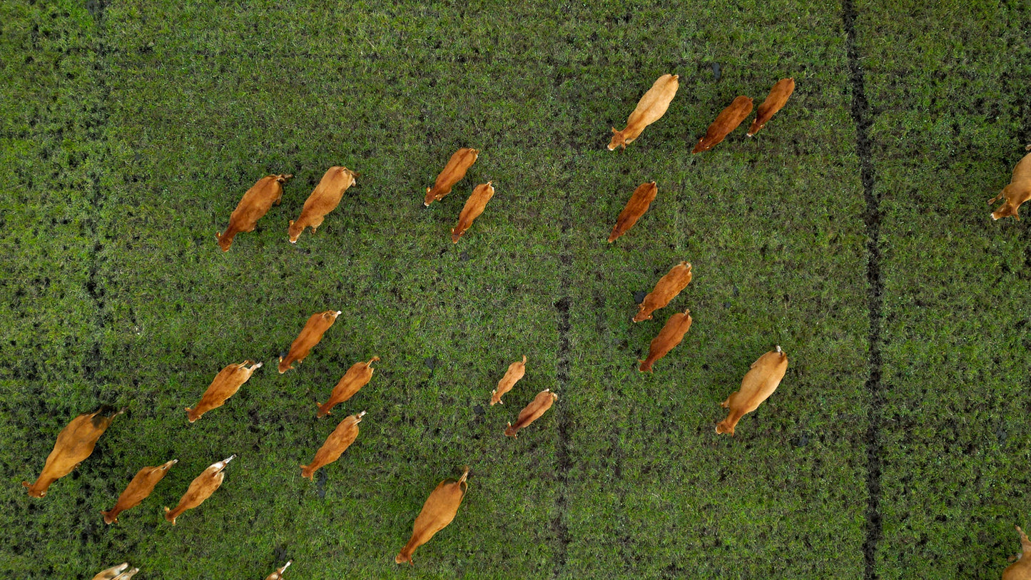 Chair no. One S1 - Indendørs spisebordsstol