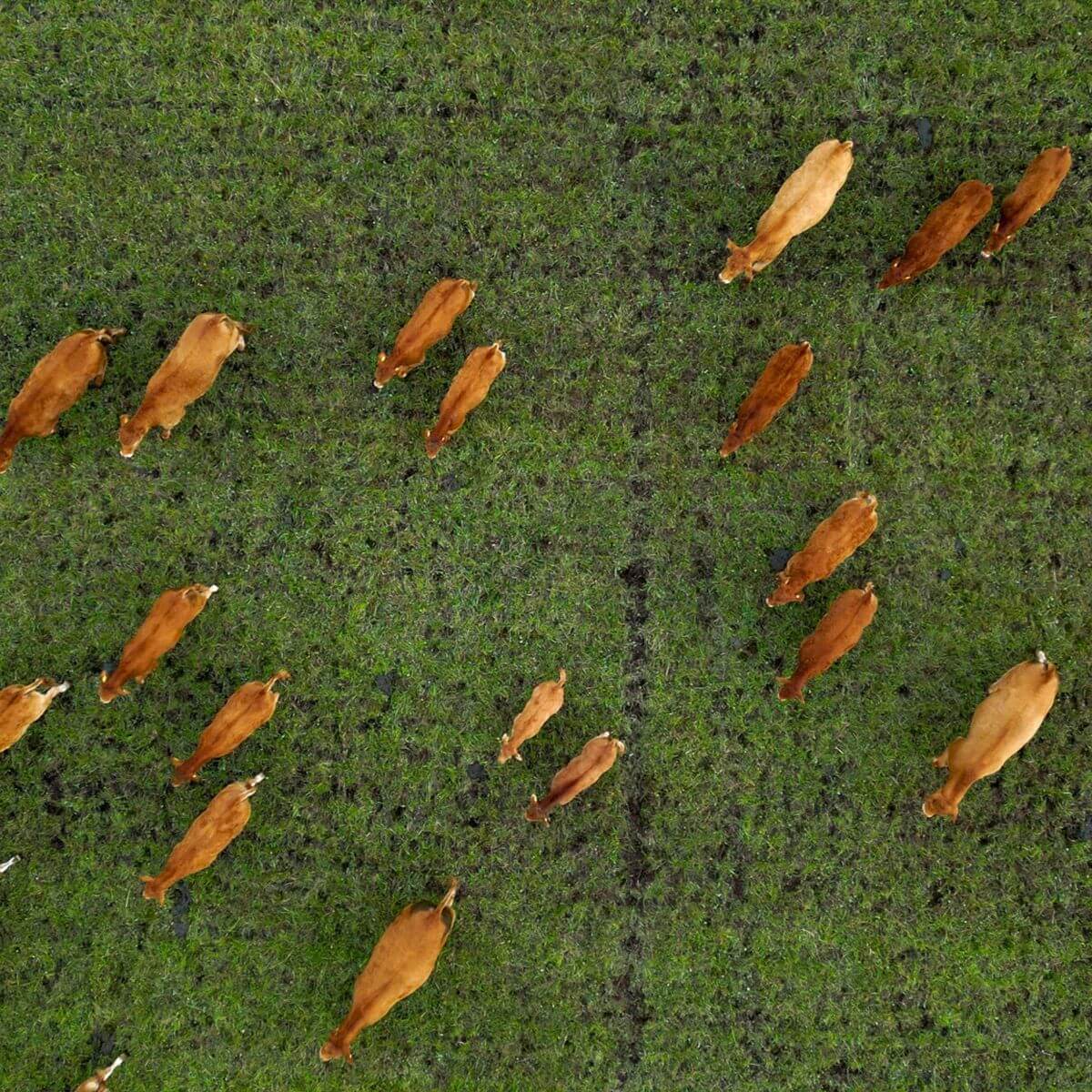 Frame Bar Stool - Leather w/ backrest - Barstol i læder og pulverlakeret stål med ryglæn